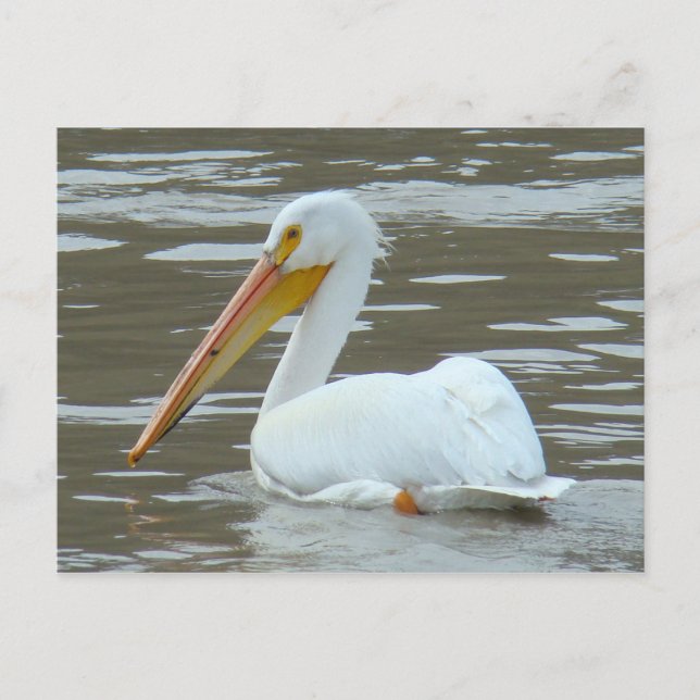 B15 White Pelican on Muddy Water Postcard (Front)