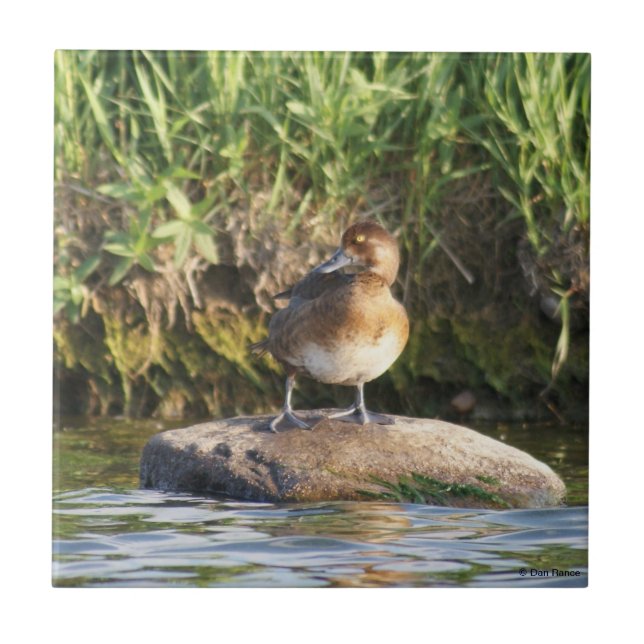 B18 Lesser Scaup Tile (Front)
