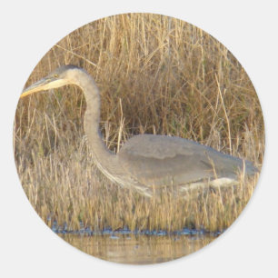 B19 Blue Heron Juvenile Classic Round Sticker