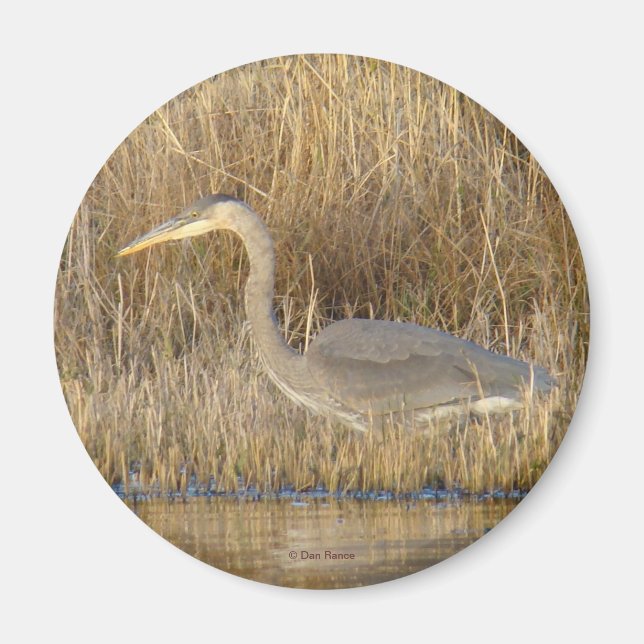 B19 Blue Heron Juvenile Magnet (Front)