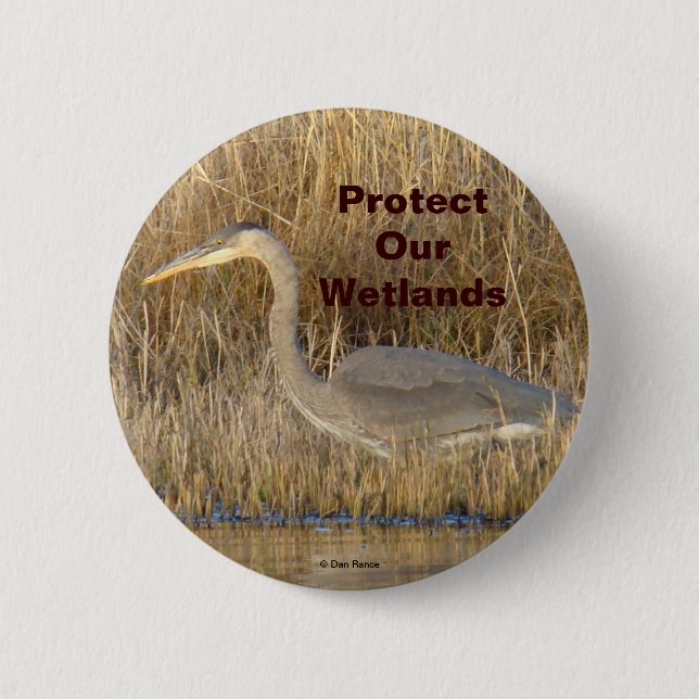 B19 Great Blue Heron Juvenile 2 Inch Round Button (Front)