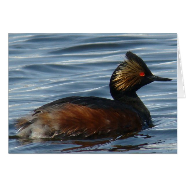 B1 Eared Grebe (Front Horizontal)