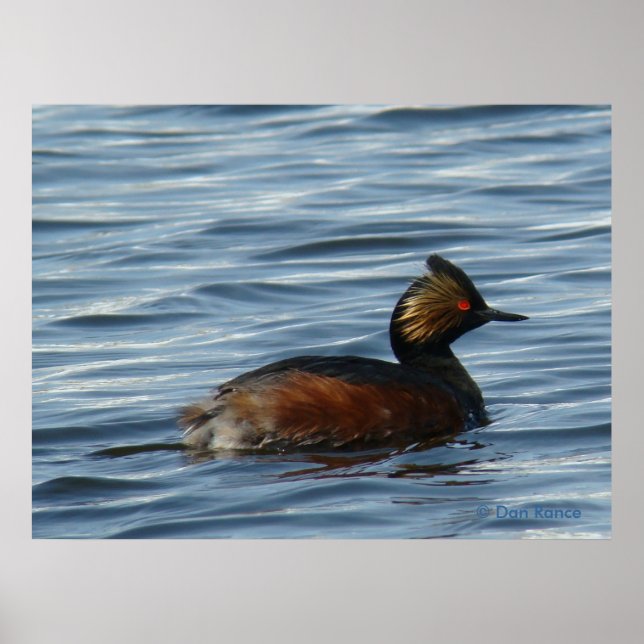B1 Eared Grebe Poster (Front)