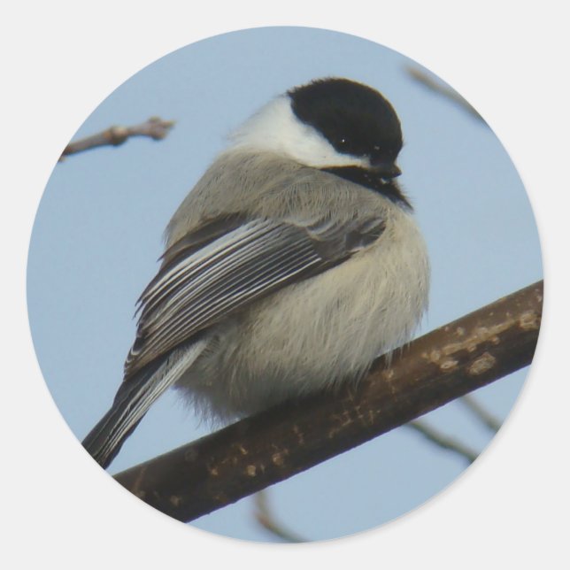 B21 Black Capped Chickadee Classic Round Sticker (Front)