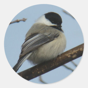 B21 Black Capped Chickadee Classic Round Sticker