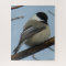 B21 Black Capped Chickadee