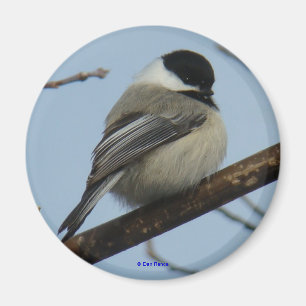 B21 Black Capped Chickadee Magnet