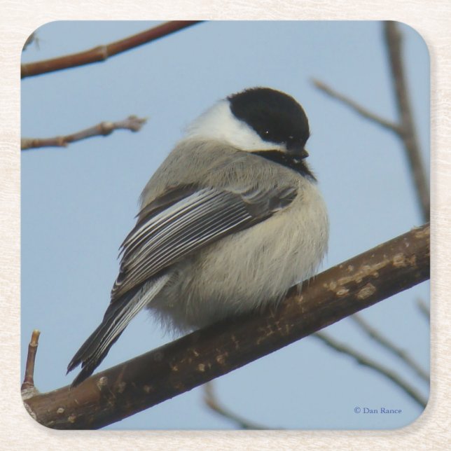 B21 Black Capped Chickadee Square Paper Coaster (Front)
