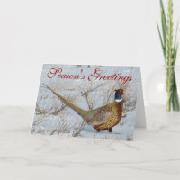 B22 Ring-necked Pheasant