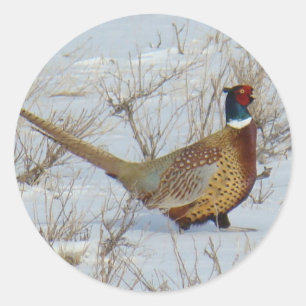 B22 Ring-necked Pheasant in Snow Classic Round Sticker