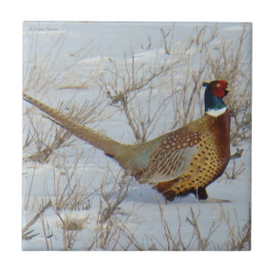 B22 Ring-necked Pheasant in Snow Tile