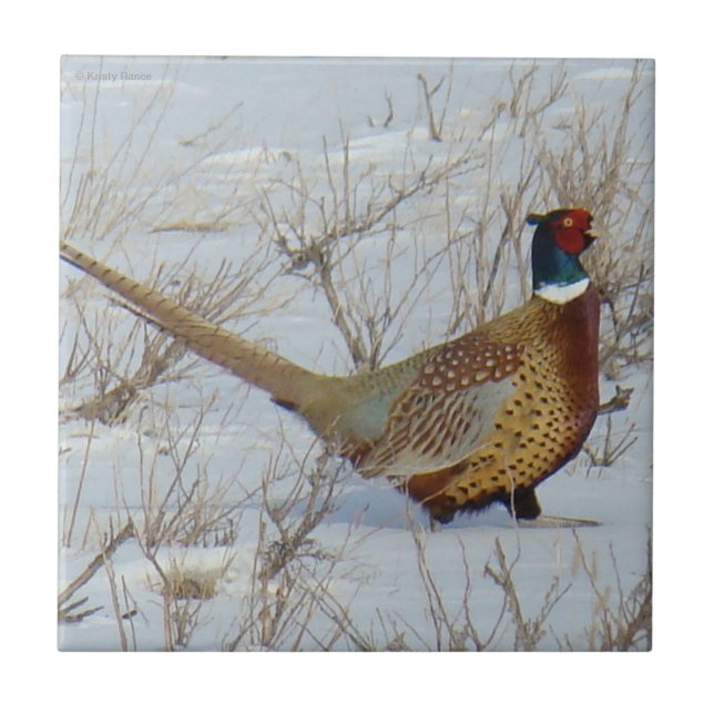 B22 Ring-necked Pheasant in Snow Tile (Front)