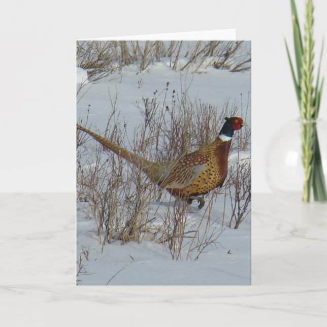 B23 Ring-necked Pheasant Card (Front)