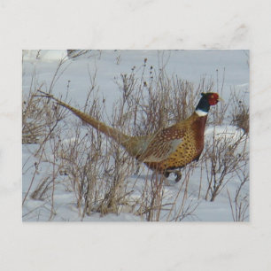 B23 Ring-necked Pheasant in Snow Postcard