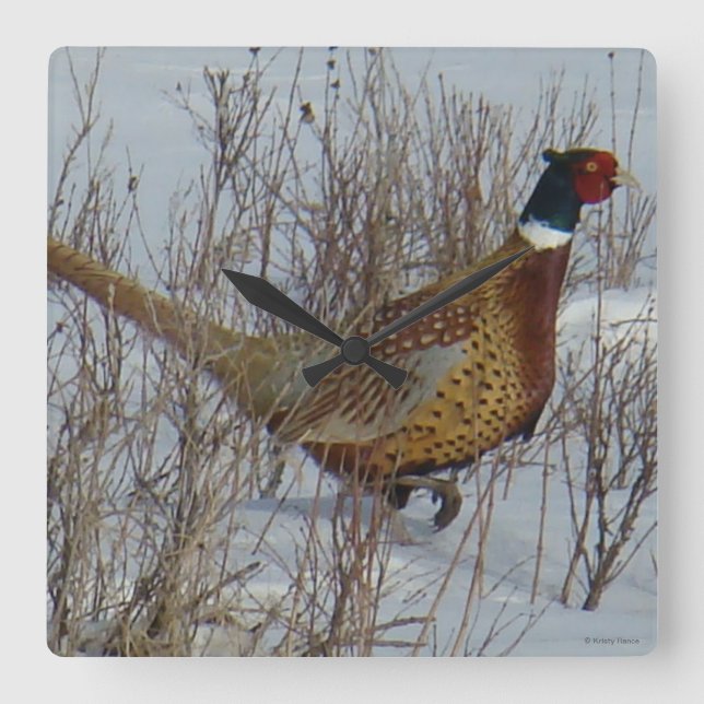 B23 Ring-necked Pheasant in Snow Square Wall Clock (Front)