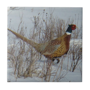 B23 Ring-necked Pheasant in Snow Tile