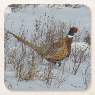 B23 Ring-necked Pheasant Square Paper Coaster