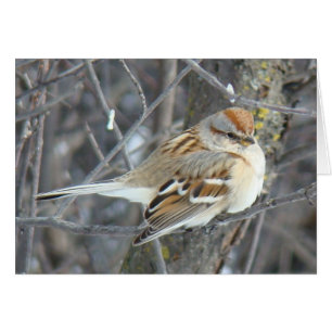 B24 Common Sparrow