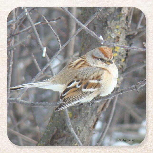 B24 Common Sparrow Paper Coaster (Front)