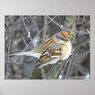 B24 Common Sparrow Poster