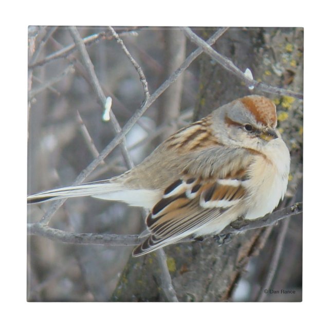 B24 Common Sparrow Tile (Front)