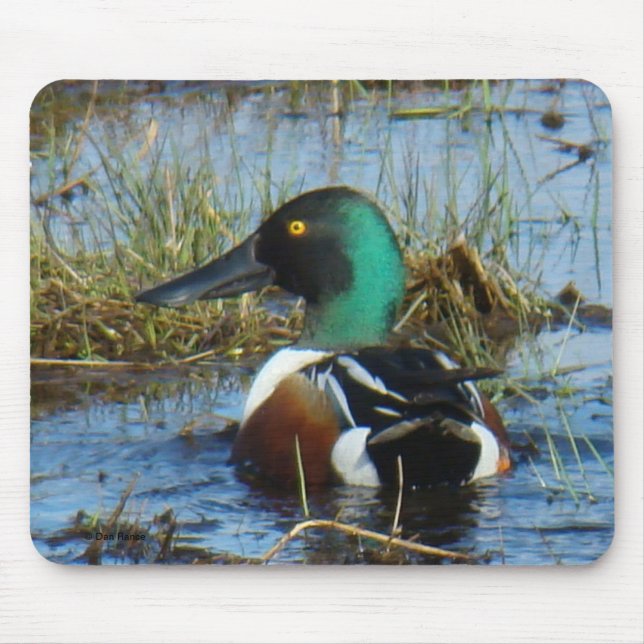 B25 Northern Shoveler Drake Mouse Pad (Front)