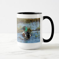 B25 Northern Shoveler Drake