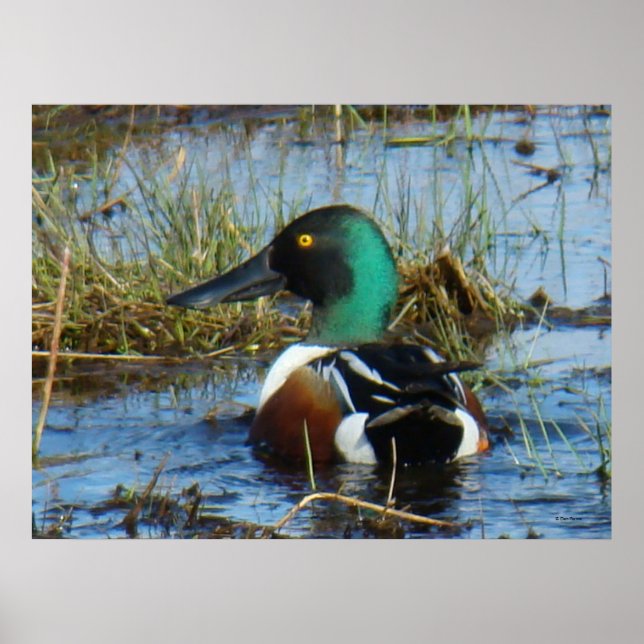 B25 Northern Shoveler Drake Poster (Front)