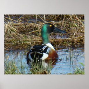 B26 Northern Shoveler Drake Poster
