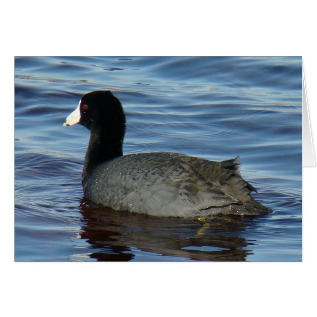 B27 Common Coot (Front Horizontal)