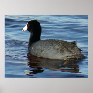 B27 Common Coot Poster