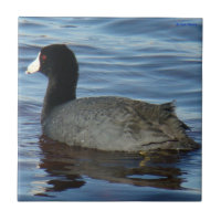 B27 Common Coot