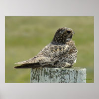 B2 Common Nighthawk