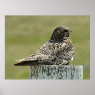 B2 Common Nighthawk Poster