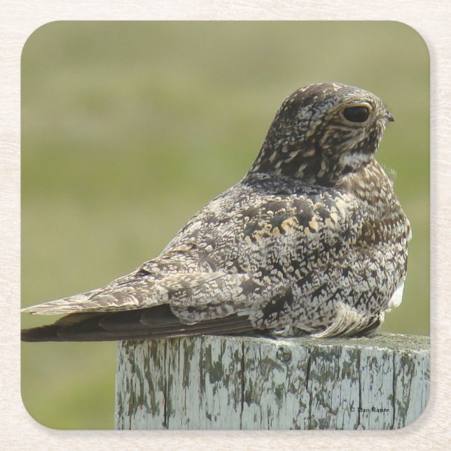 B2 Common Nighthawk Square Paper Coaster (Front)