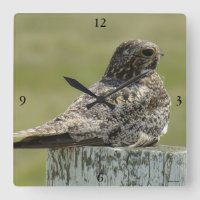 B2 Common Nighthawk