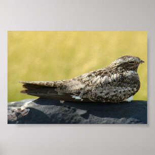 B30 Common Nighthawk Poster