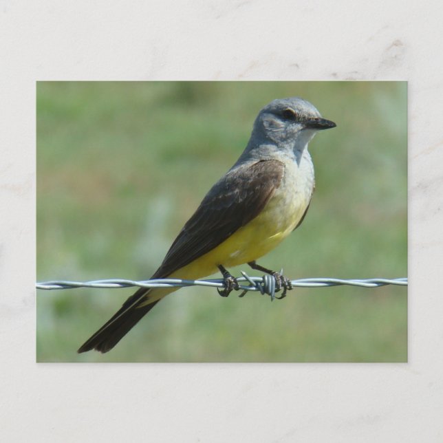B31 Western Kingbird Postcard (Front)