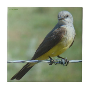 B32 Western Kingbird Tile