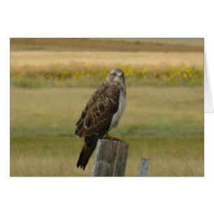 B33 Buse de Swainson