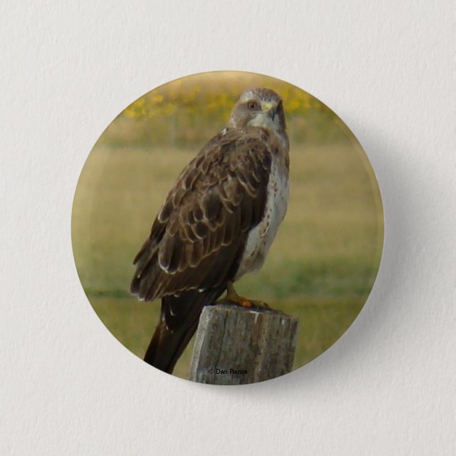 B33 Swainson's Hawk 2 Inch Round Button (Front)