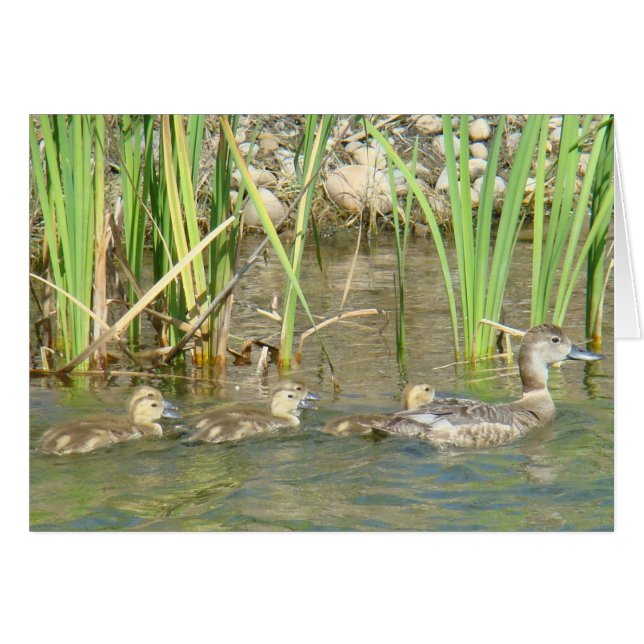 B34 Mother Duck and Ducklings (Front Horizontal)