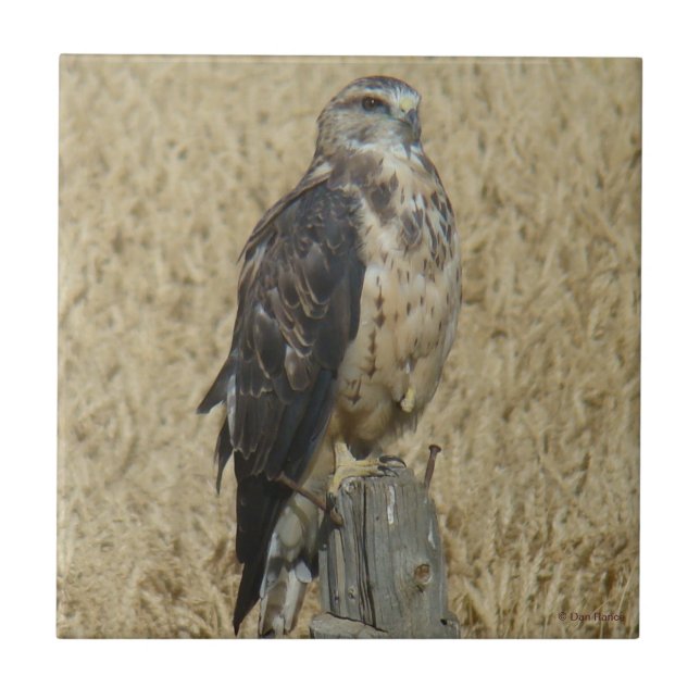 B35 Ferruginous Hawk in Wheat Field Tile (Front)