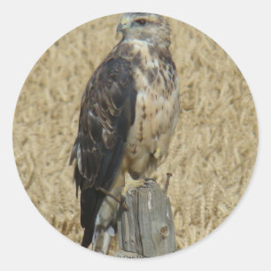 B36 Ferruginous Hawk in Wheat Field Classic Round Sticker