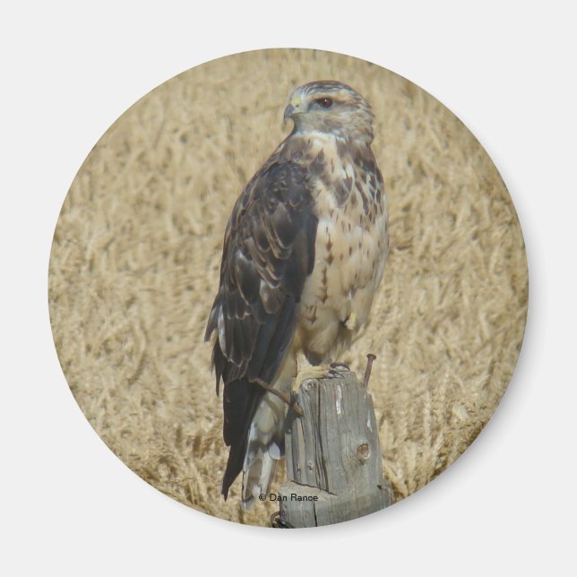 B36 Ferruginous Hawk in Wheat Field Magnet (Front)