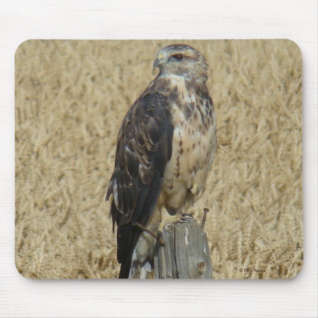 B36 Ferruginous Hawk in Wheat Field Mouse Pad (Front)