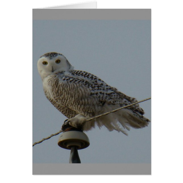 B38 Harfang des neiges (Devant)