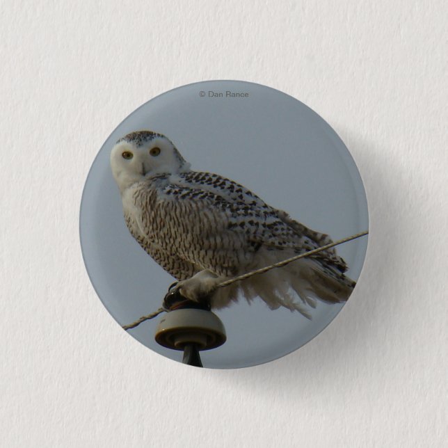 B38 Snowy Owl 1 Inch Round Button (Front)