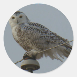 B38 Snowy Owl Classic Round Sticker