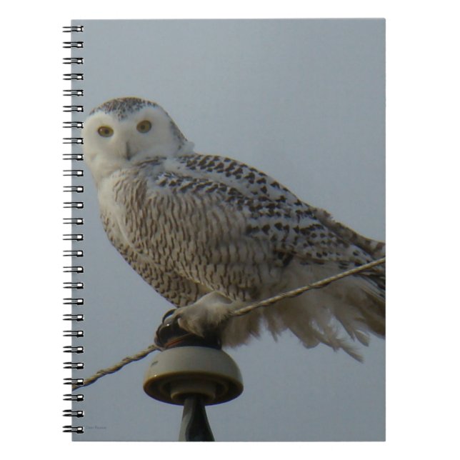 B38 Snowy Owl Notebook (Front)